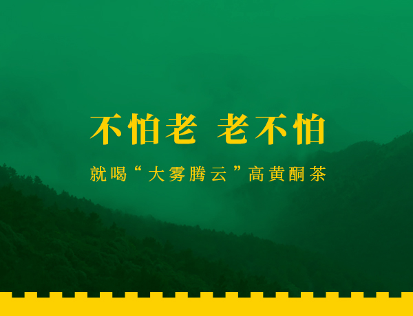 大霧騰云高黃酮茶品牌網站設計建設案例